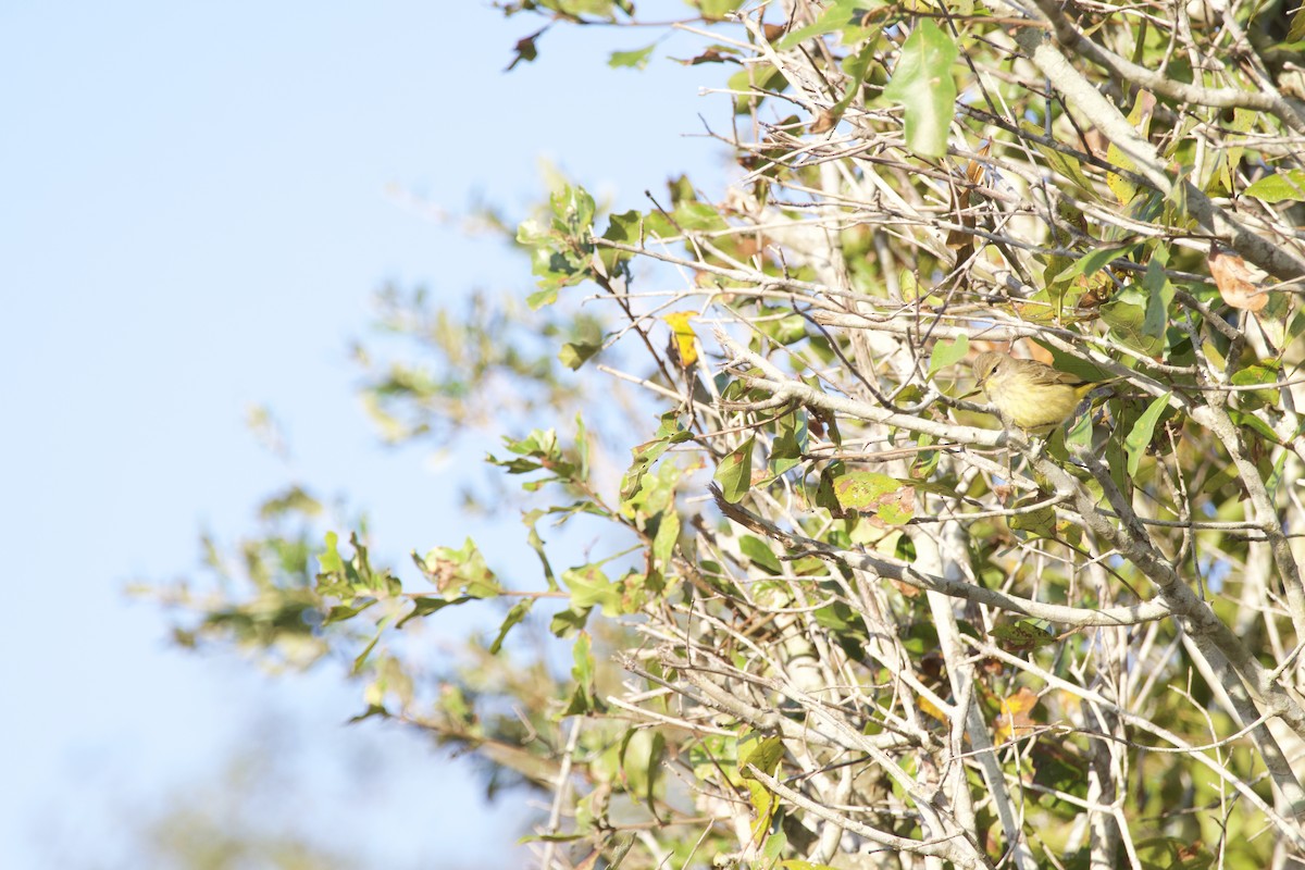 Palmiye Ötleğeni - ML646976224