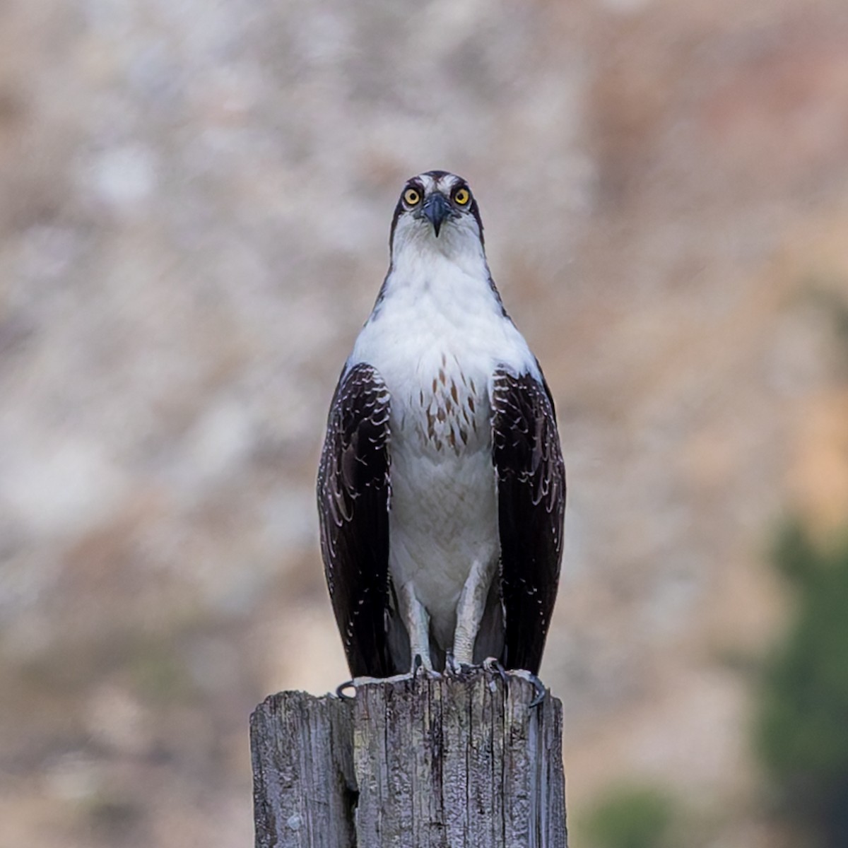 Osprey - ML646976229
