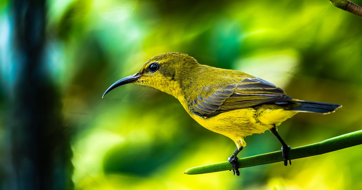 Ornate Sunbird - ML646976230