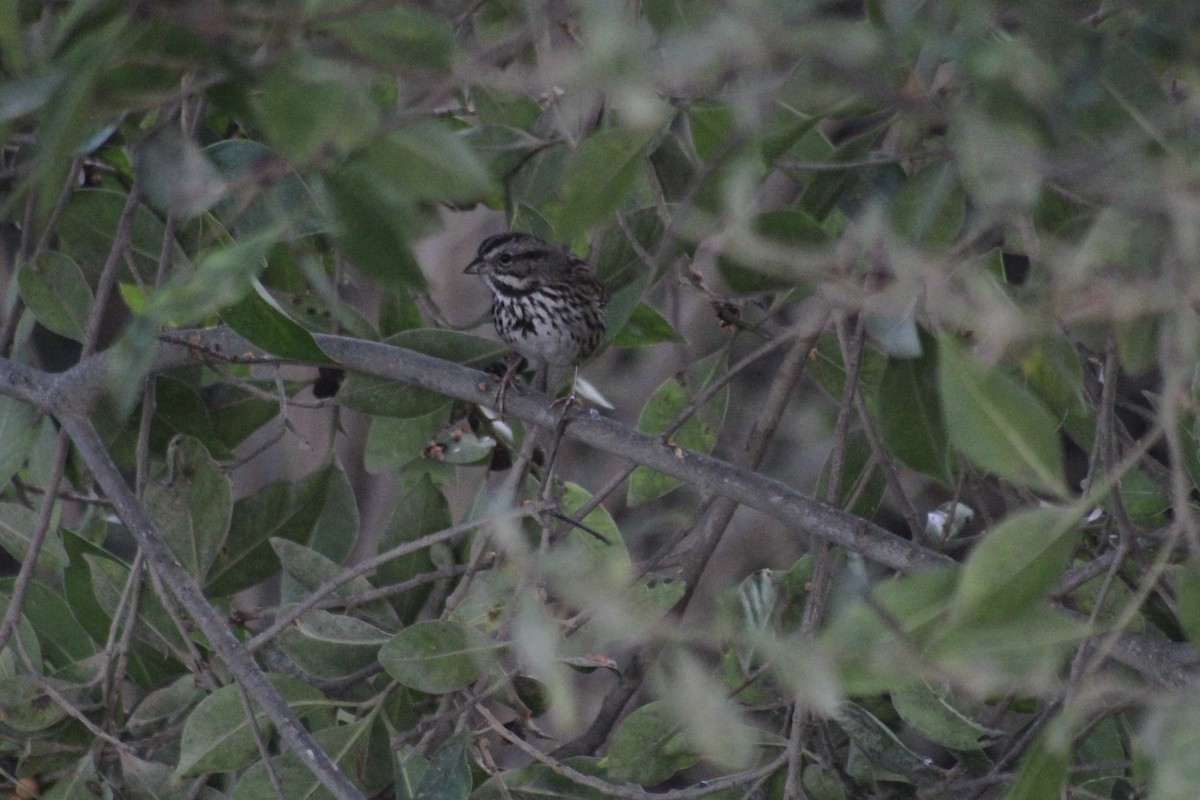 Song Sparrow - ML646976232