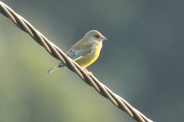 Txorru arrunta - ML646976237