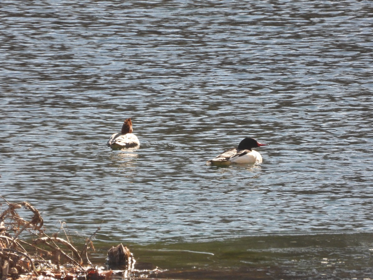 morčák velký - ML646976239