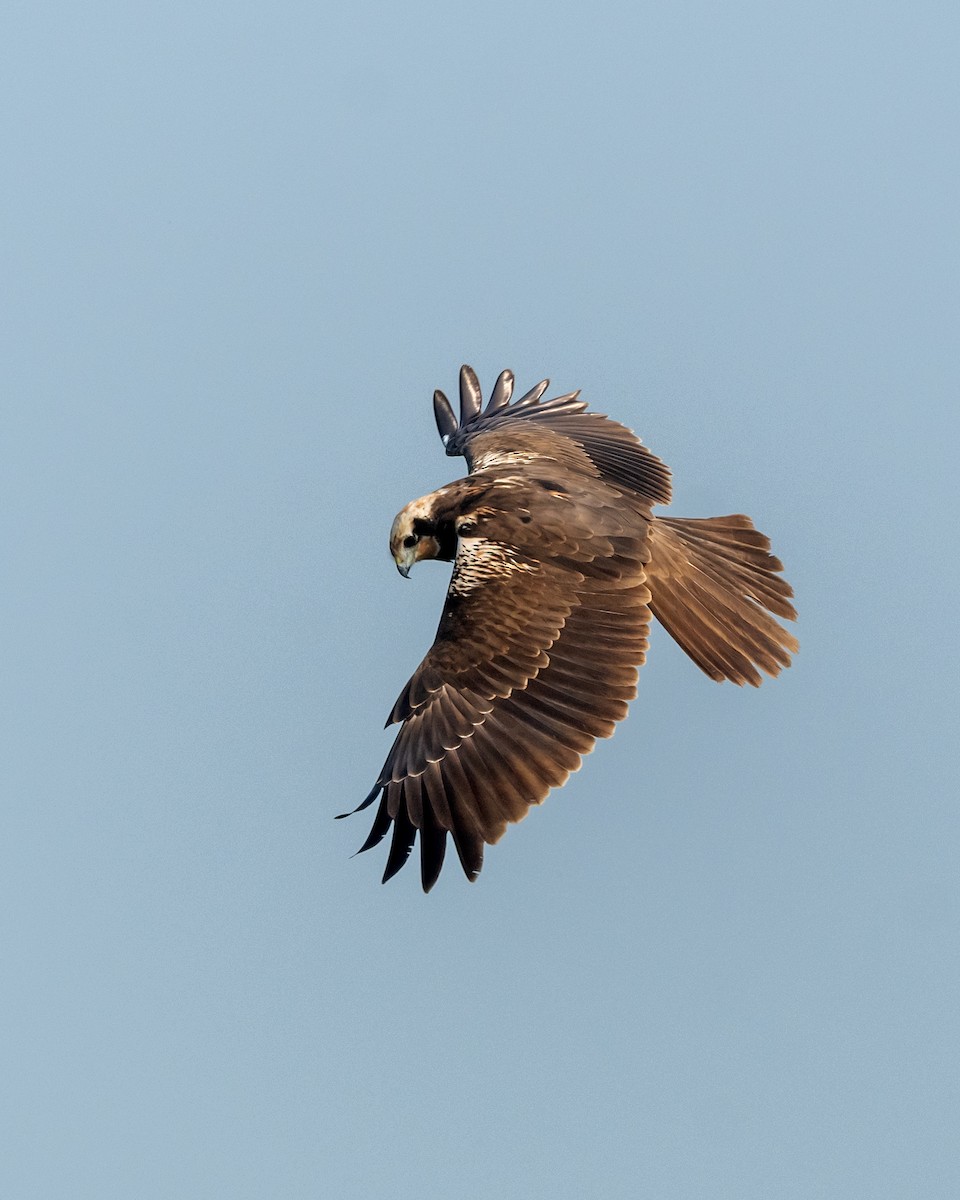 Busard des roseaux - ML646976242