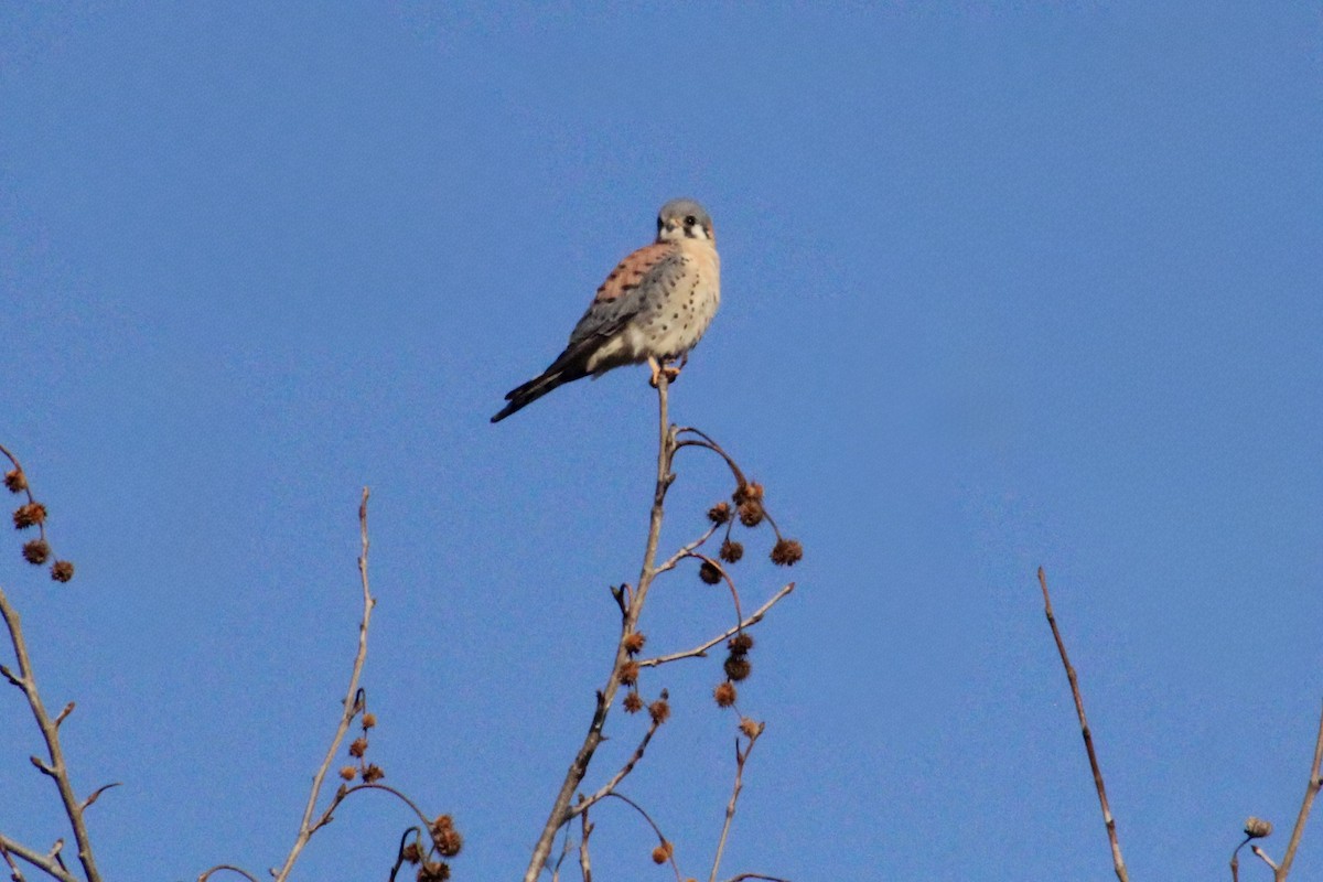 American Kestrel - ML646976245