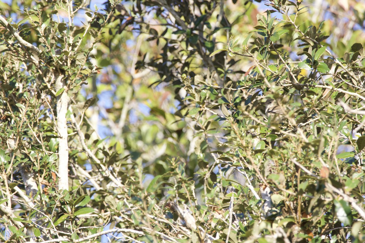 Orange-crowned Warbler - ML646976246