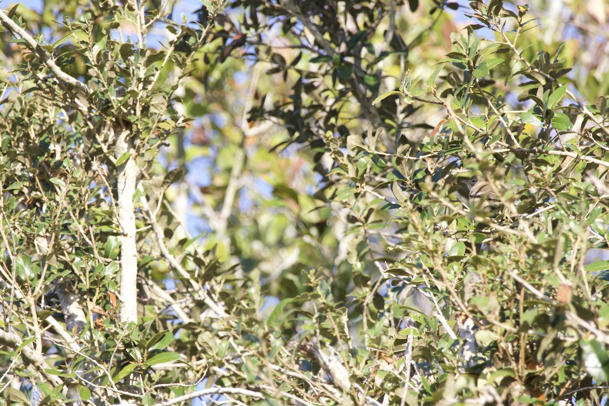 Orange-crowned Warbler - ML646976247