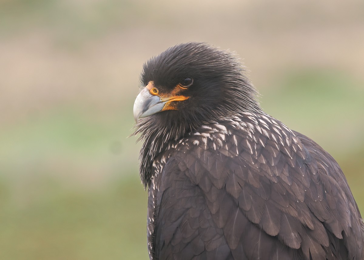 Striated Caracara - ML646976249
