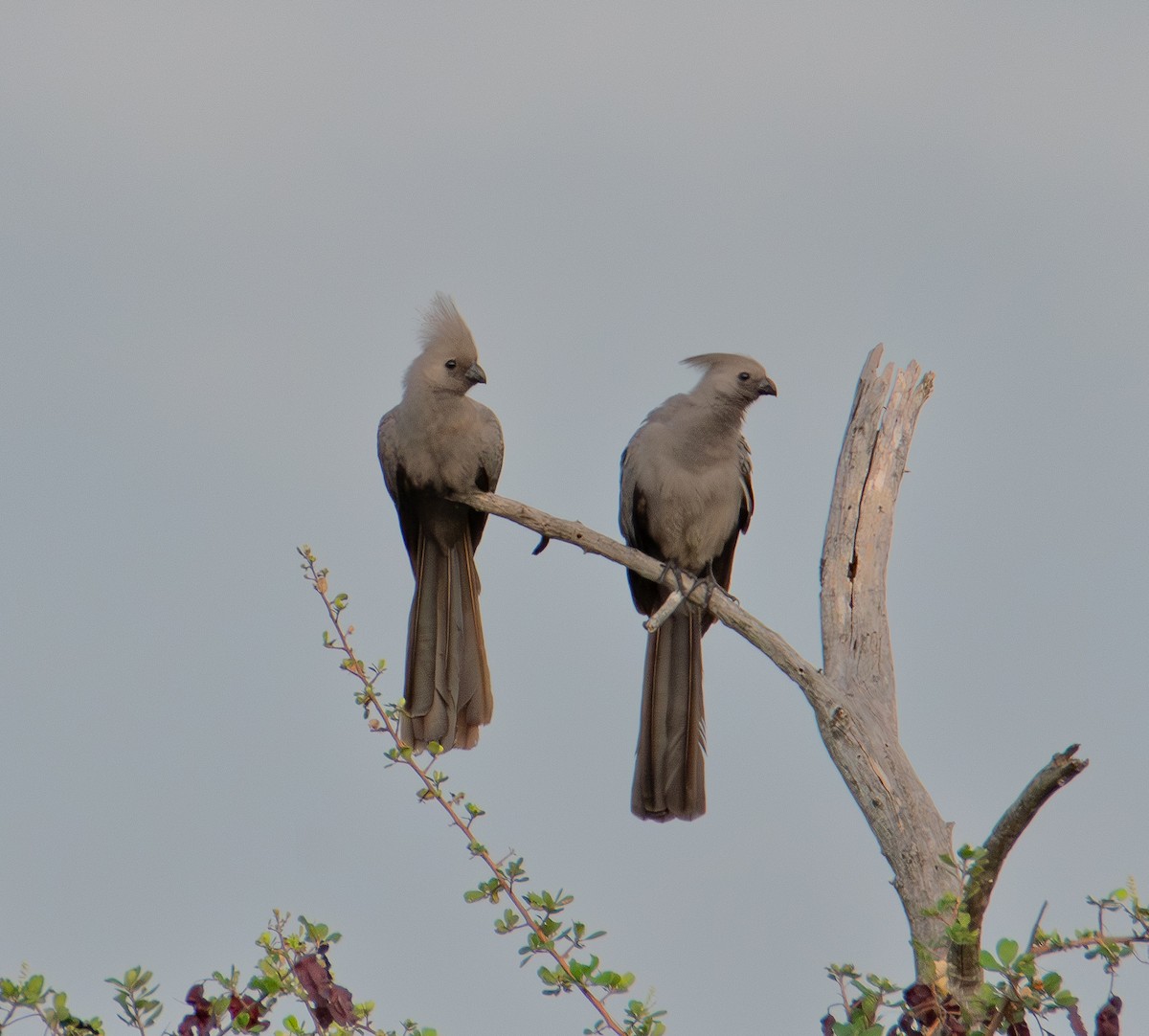 Gray Go-away-bird - ML646976250