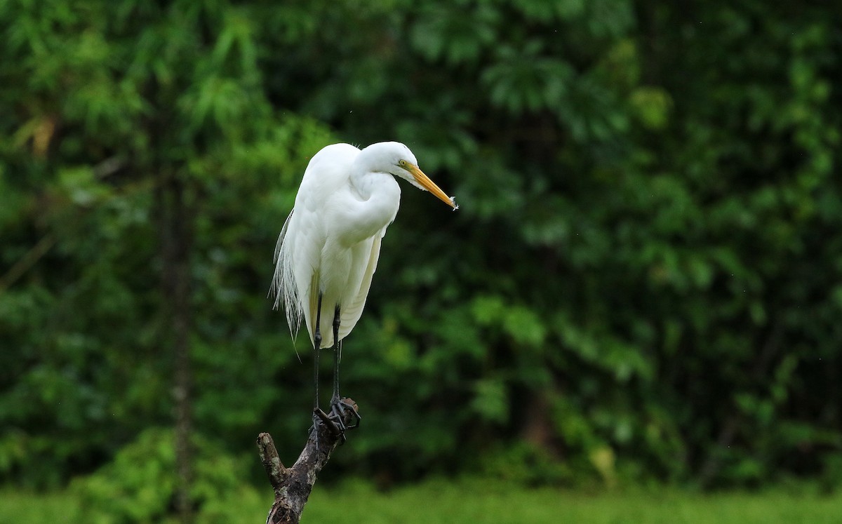 大白鷺 - ML646976251