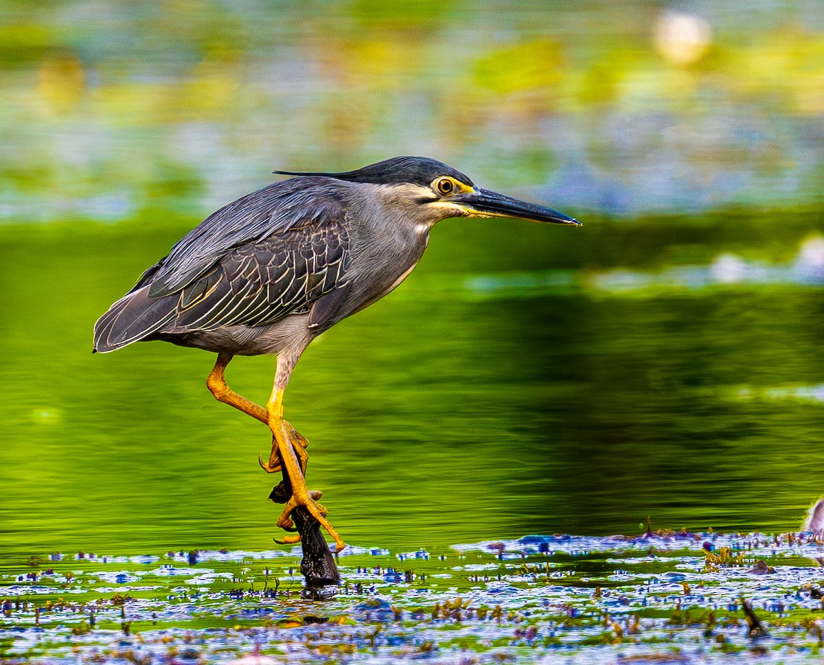 夜鷺 - ML646976252