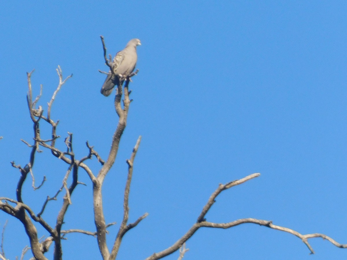 Spot-winged Pigeon - ML646976253