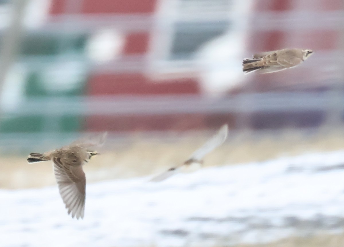 Horned Lark - ML646976254