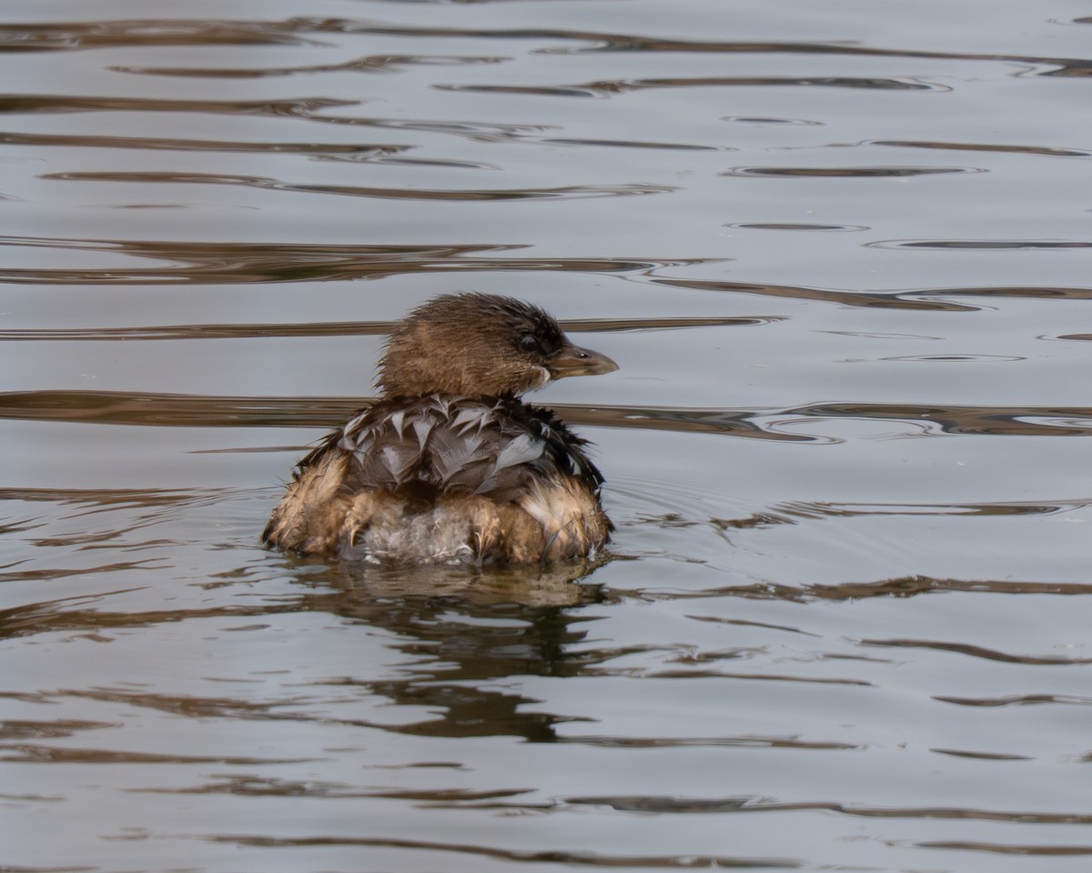Pied-billed Grebe - ML646976255