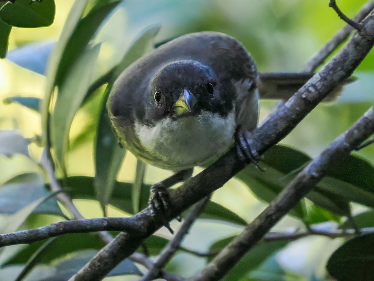 Puerto Rican Tanager - ML646976256
