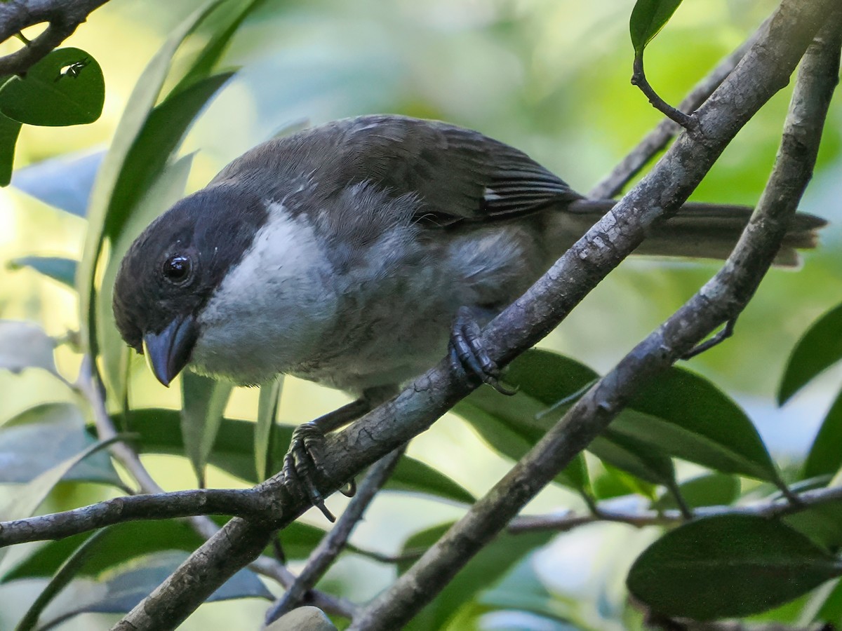 Puerto Rican Tanager - ML646976257