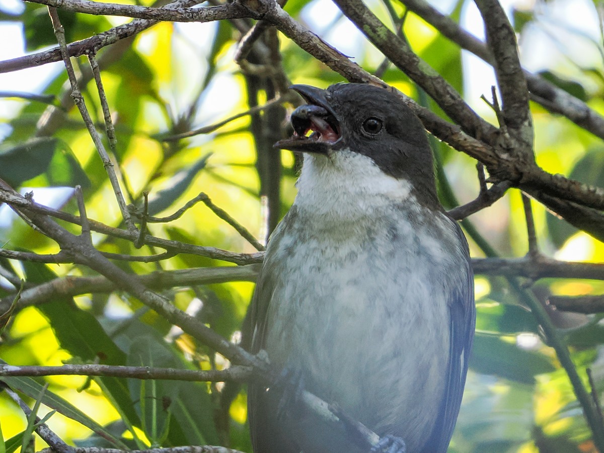 Puerto Rican Tanager - ML646976258