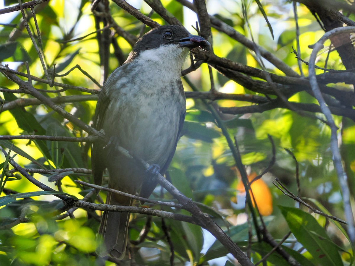 Puerto Rican Tanager - ML646976259