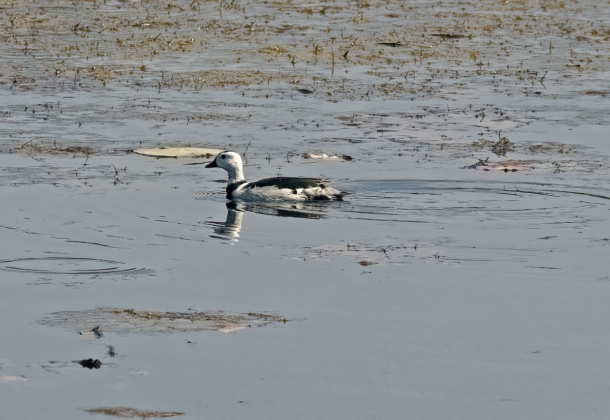 棉鴨 - ML646976261