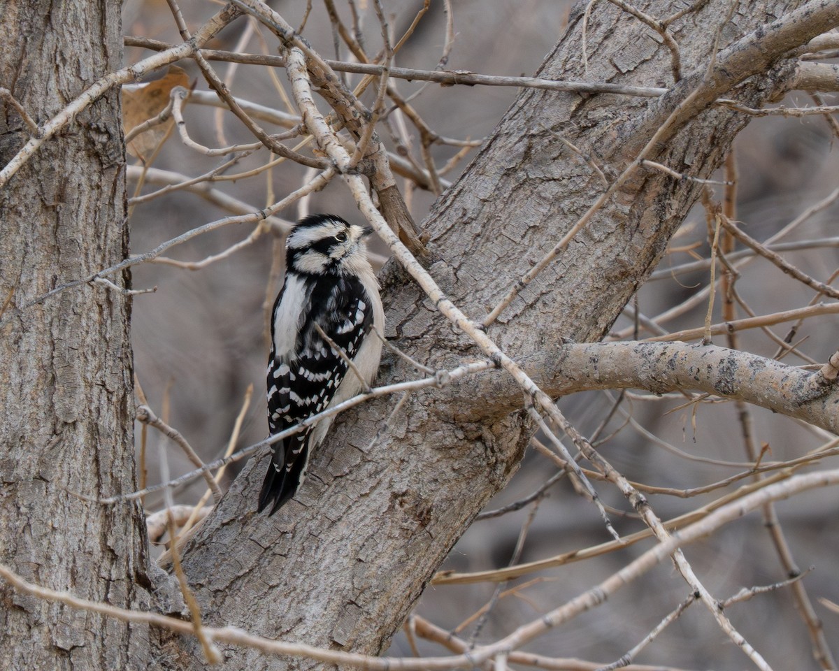 Downy Woodpecker - ML646976266
