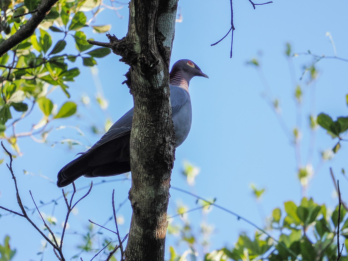 Scaly-naped Pigeon - ML646976285