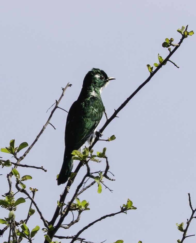Klaas's Cuckoo - ML646976286