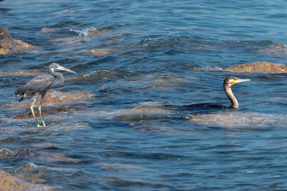 Western Reef-Heron - ML646976287