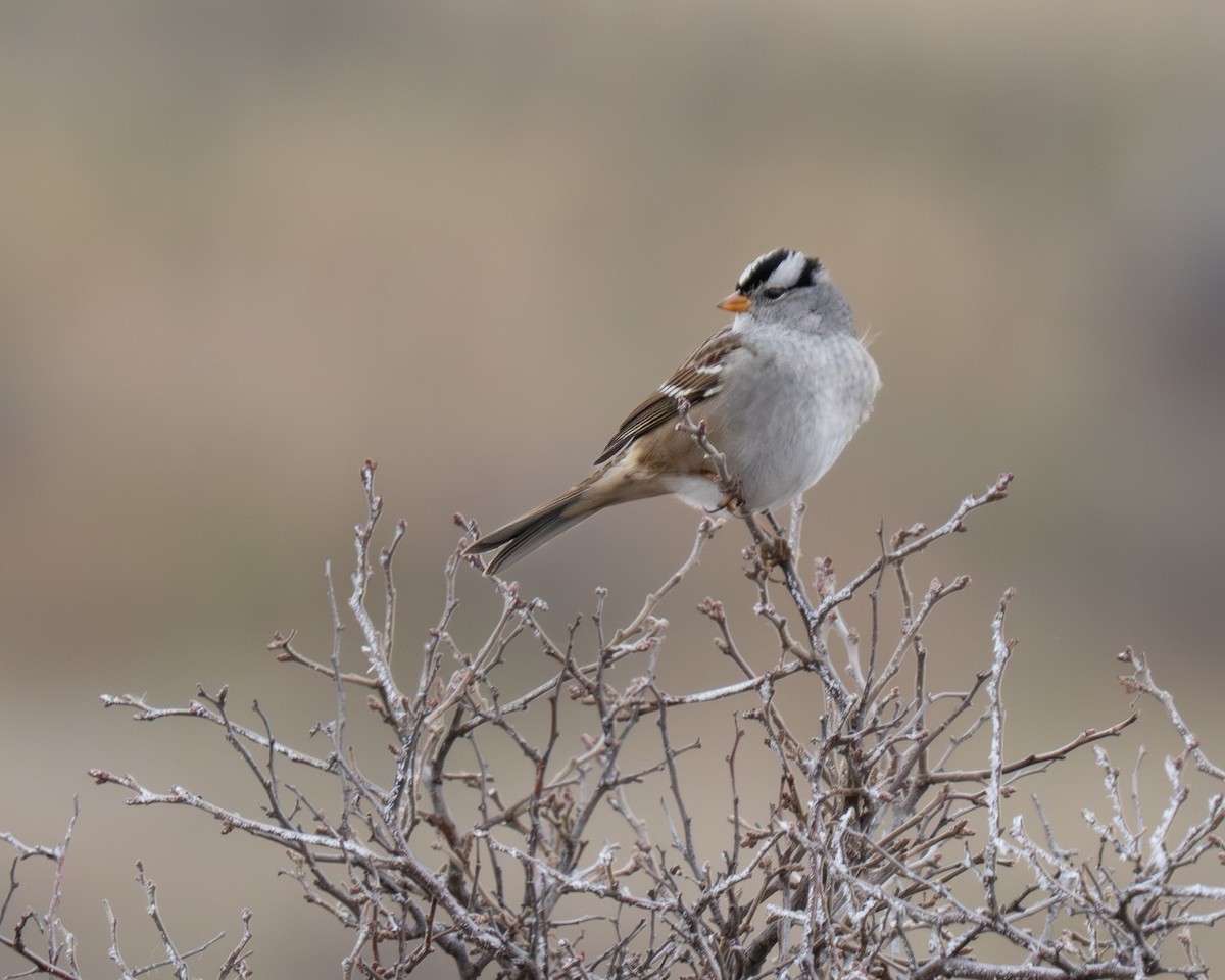 White-crowned Sparrow - ML646976288