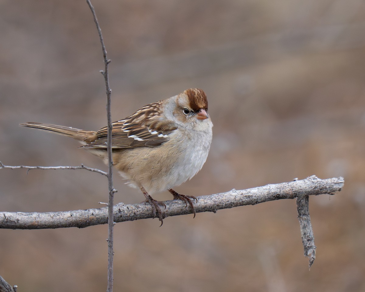 White-crowned Sparrow - ML646976289