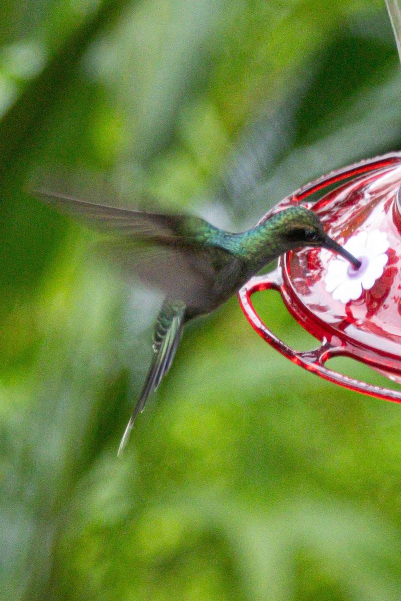 Green Hermit - ML646976290