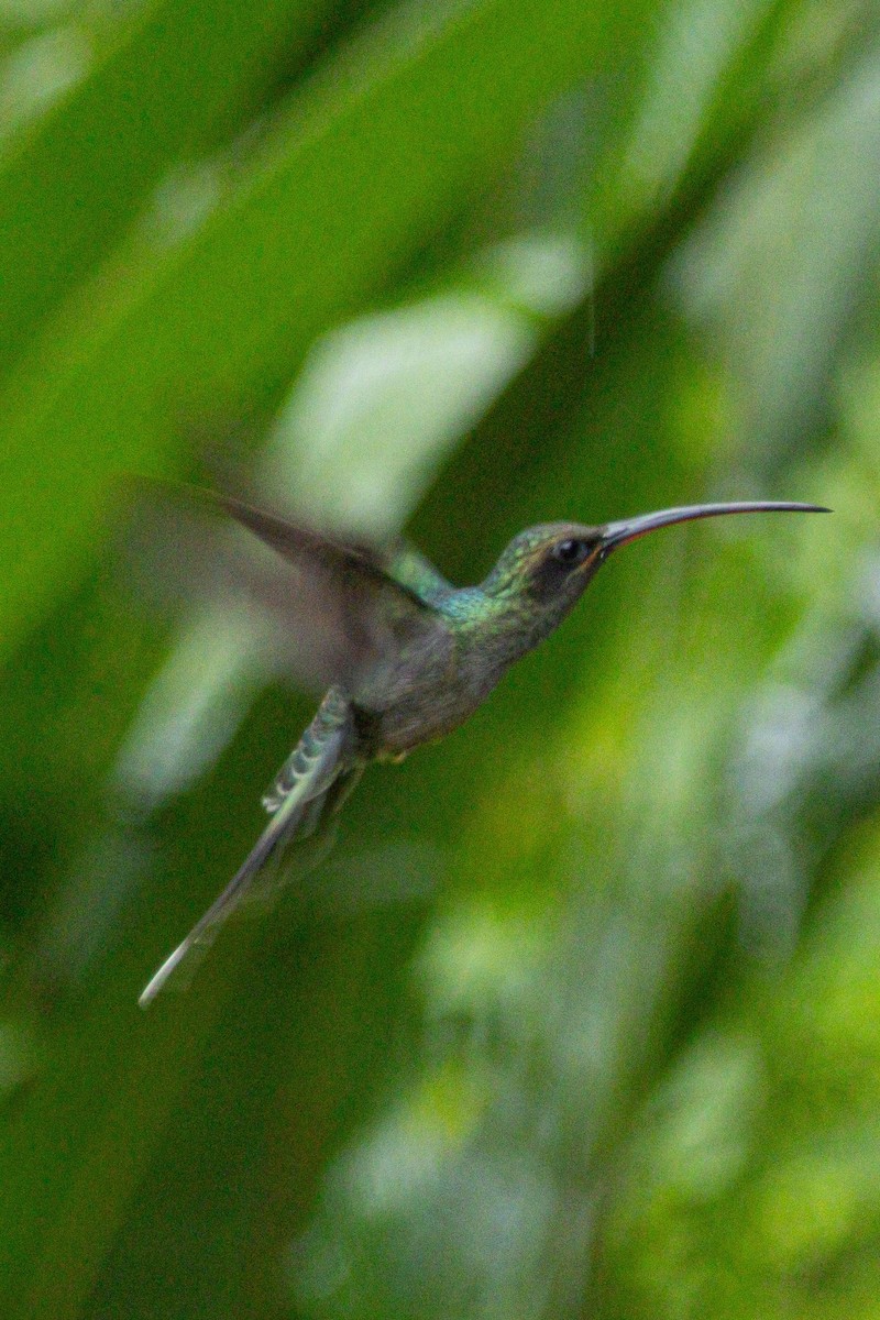 Green Hermit - ML646976291