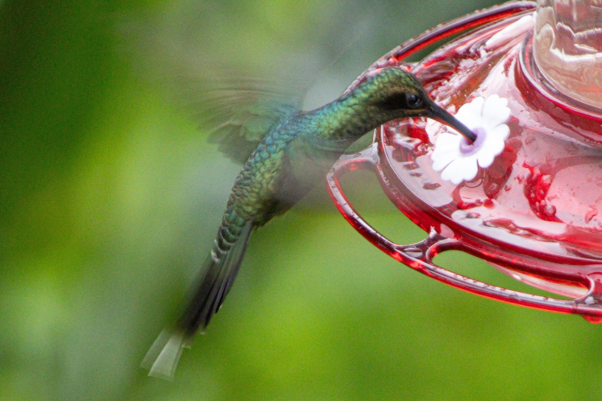 Green Hermit - ML646976292