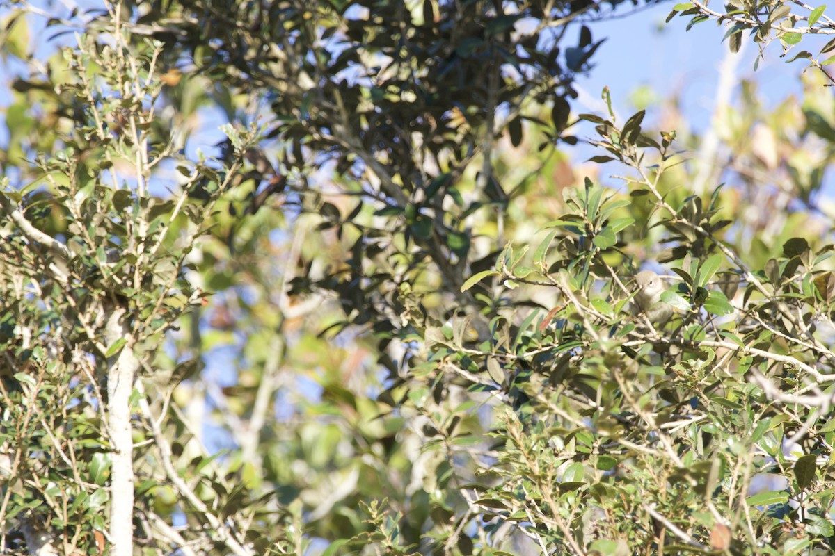 Orange-crowned Warbler - ML646976293