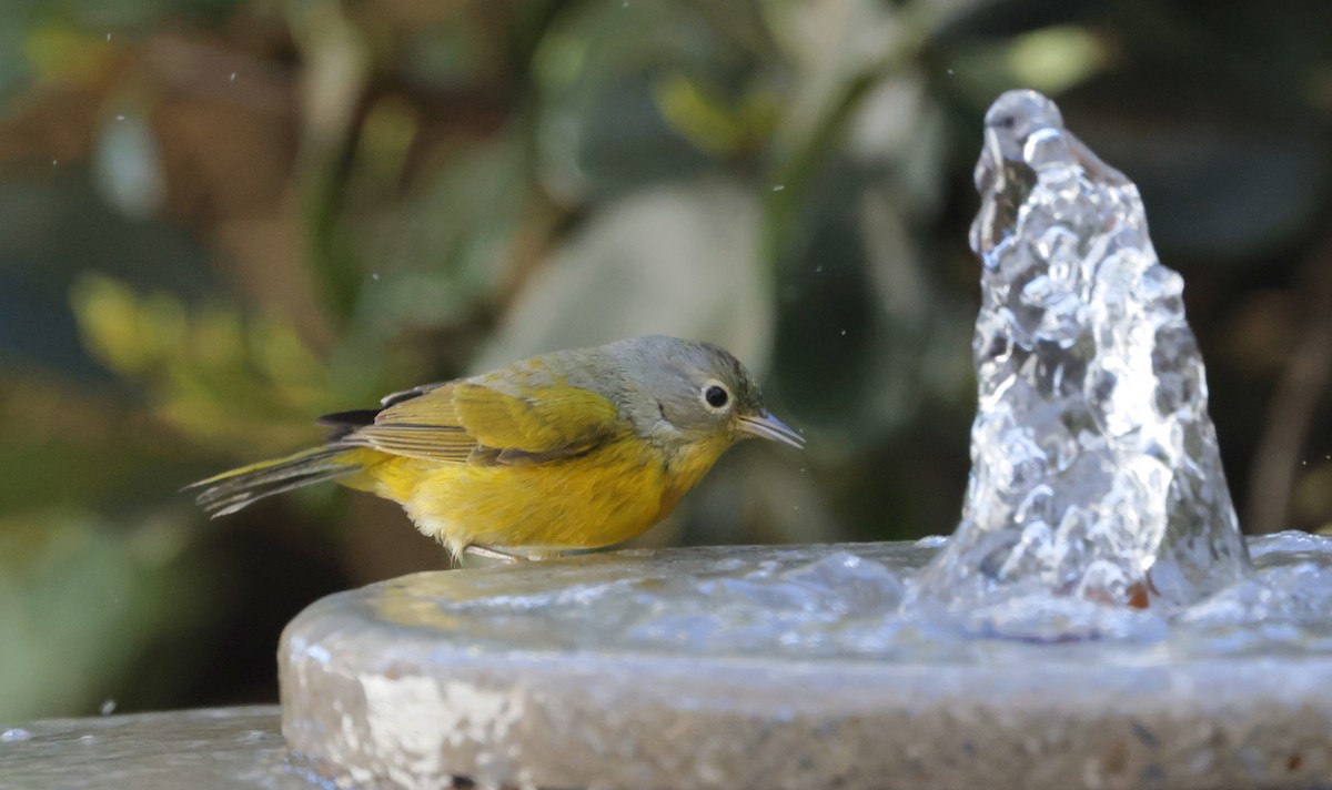 ズアカアメリカムシクイ - ML646976294