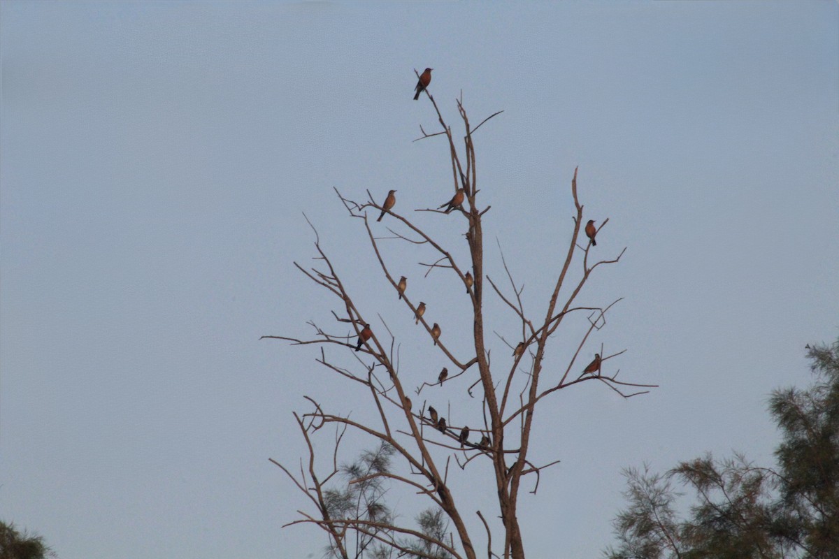 American Robin - ML646976295