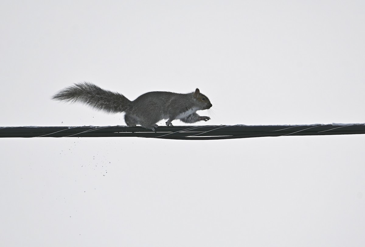 Écureuil gris - ML646976296