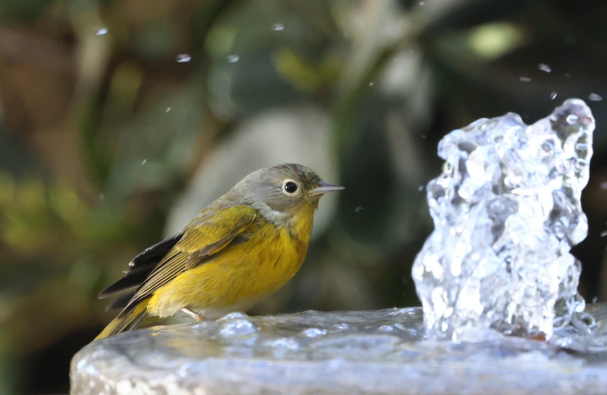 ズアカアメリカムシクイ - ML646976298