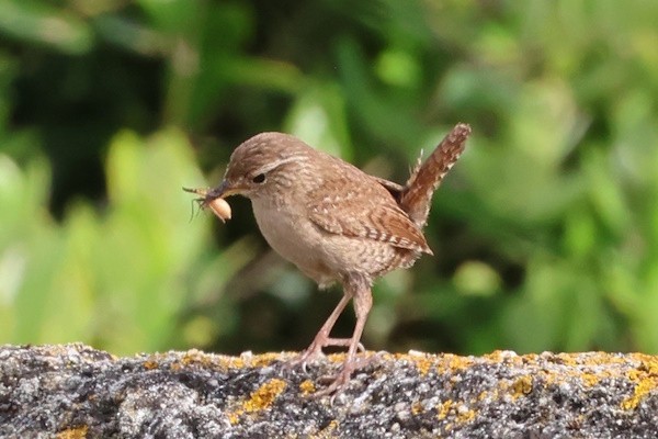 鷦鷯 - ML646976299