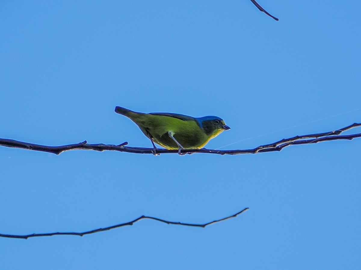 Puerto Rican Euphonia - ML646976300