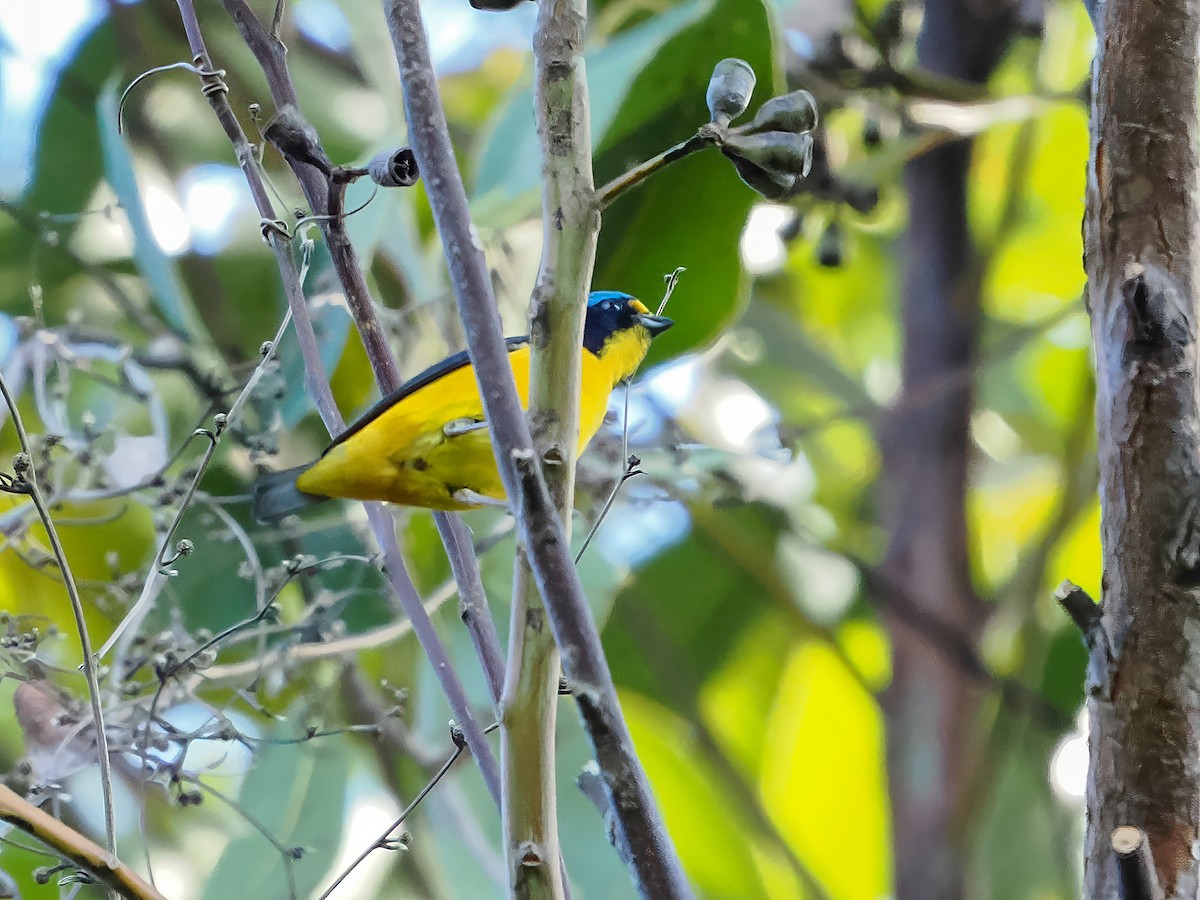 Porto Riko Öfonyası - ML646976301