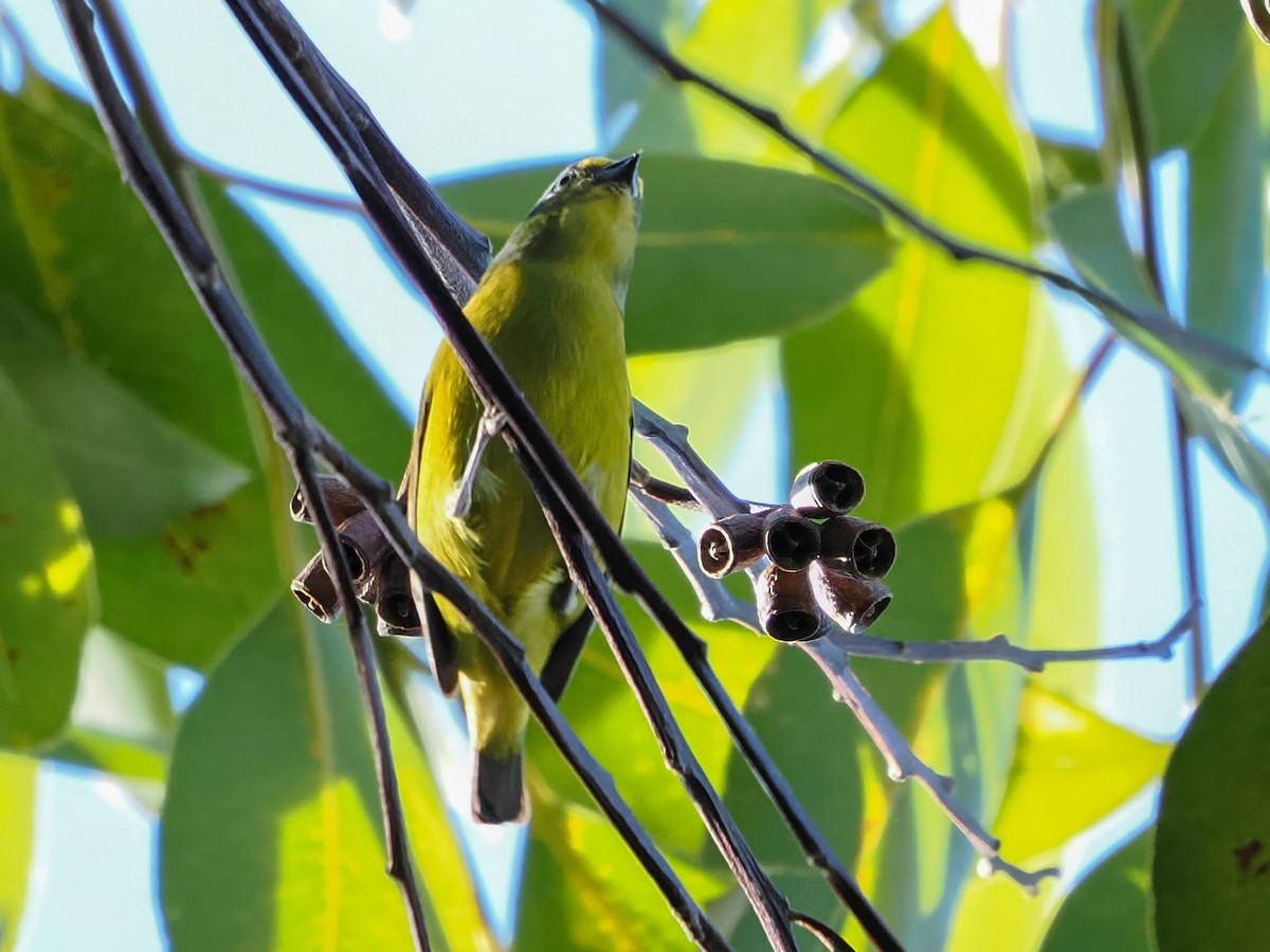 Porto Riko Öfonyası - ML646976302