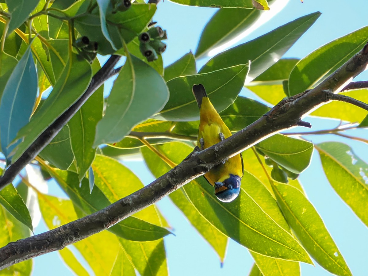 Porto Riko Öfonyası - ML646976303