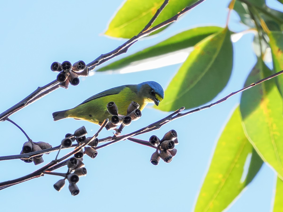 Porto Riko Öfonyası - ML646976304