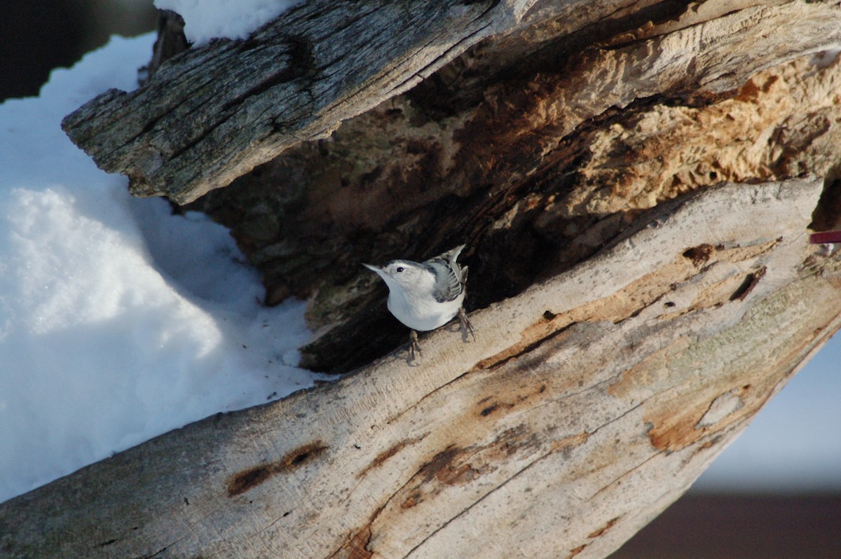 brhlík běloprsý - ML646976306