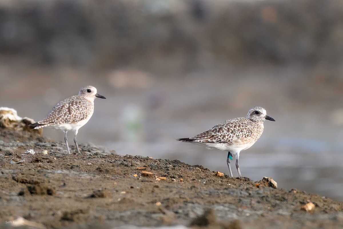 Pivieressa - ML646976307