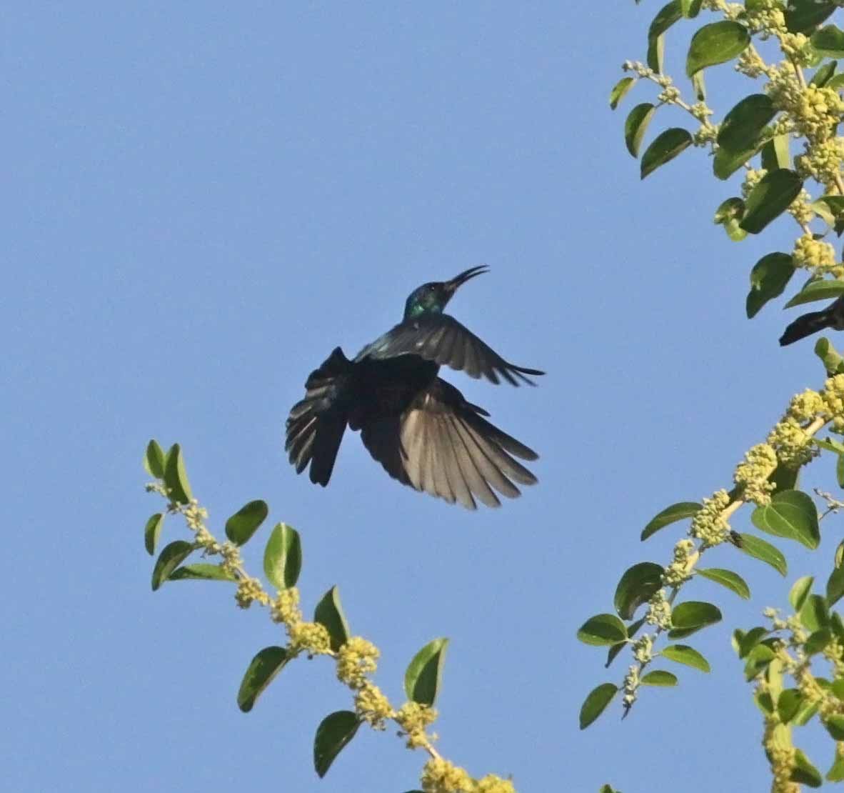 Arabian Sunbird - ML646976308