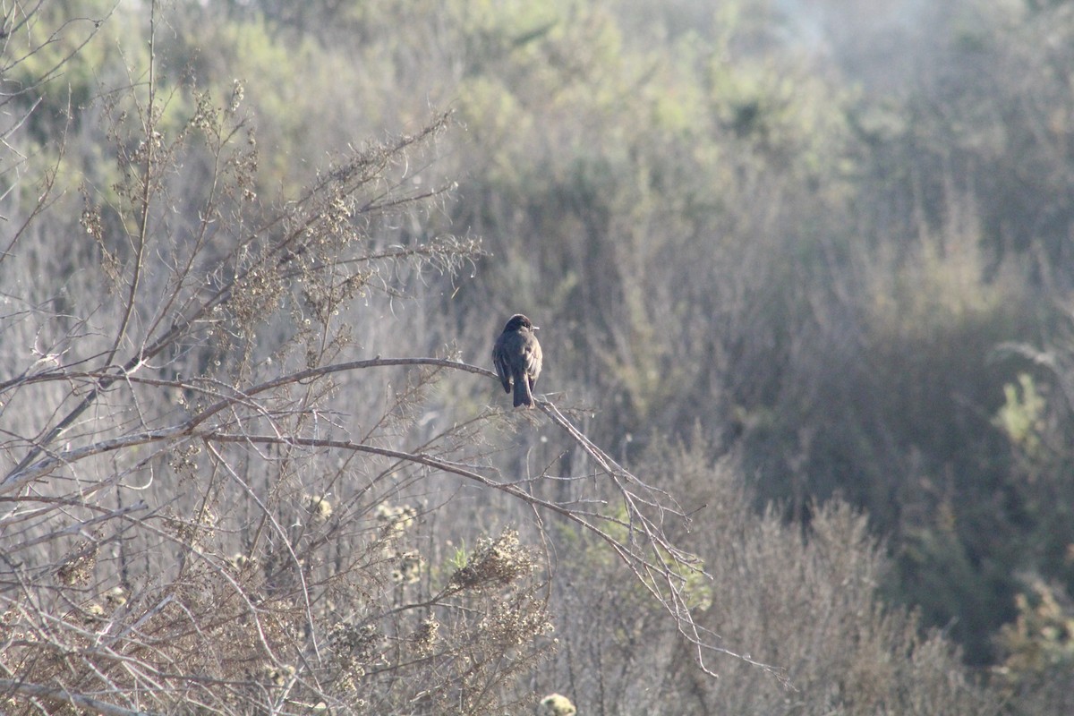 Black Phoebe - ML646976315