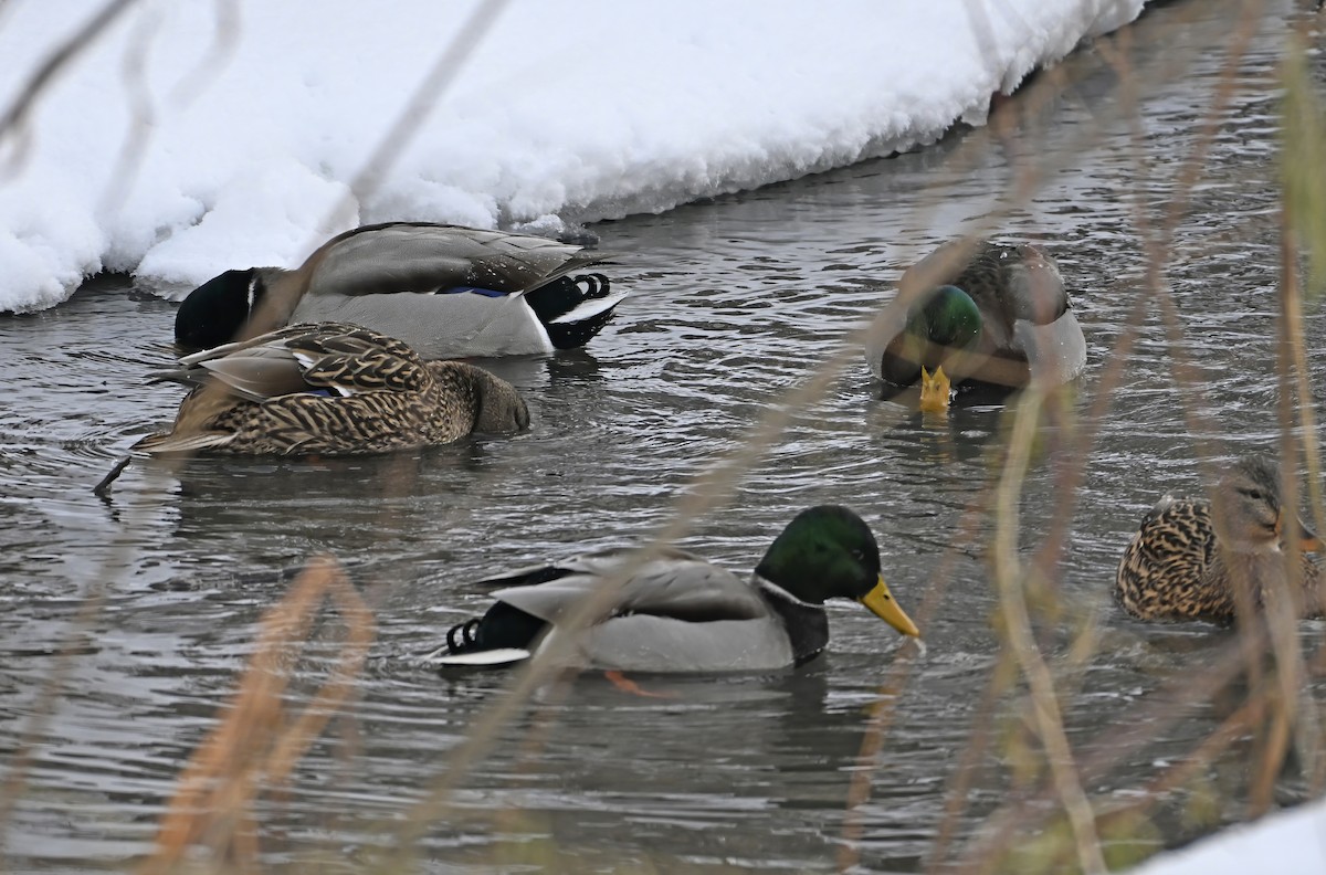 Canard colvert - ML646976316