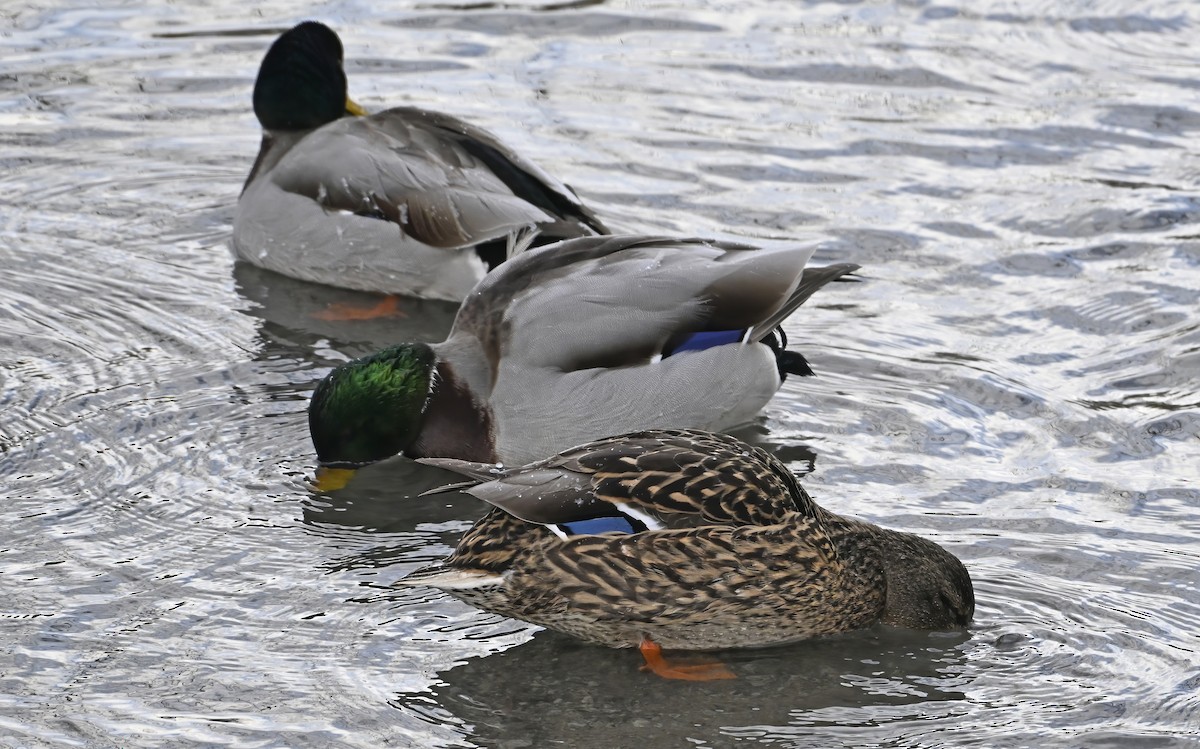 Canard colvert - ML646976317