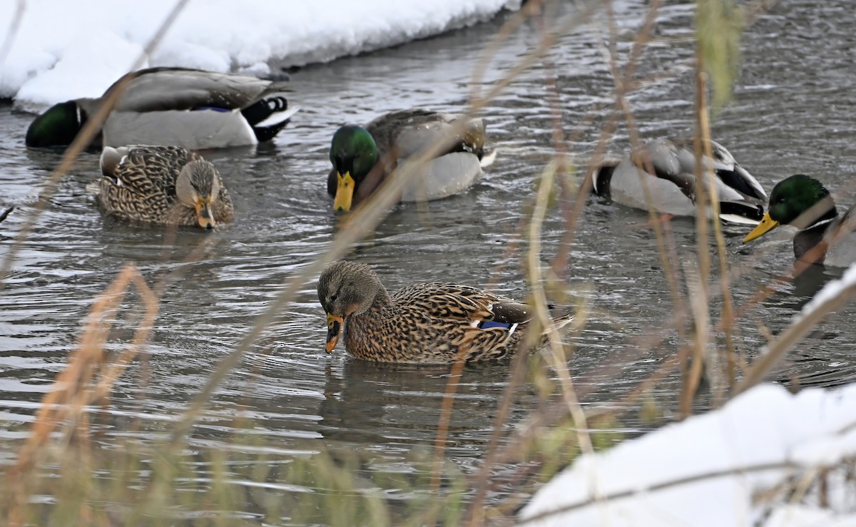 Canard colvert - ML646976318