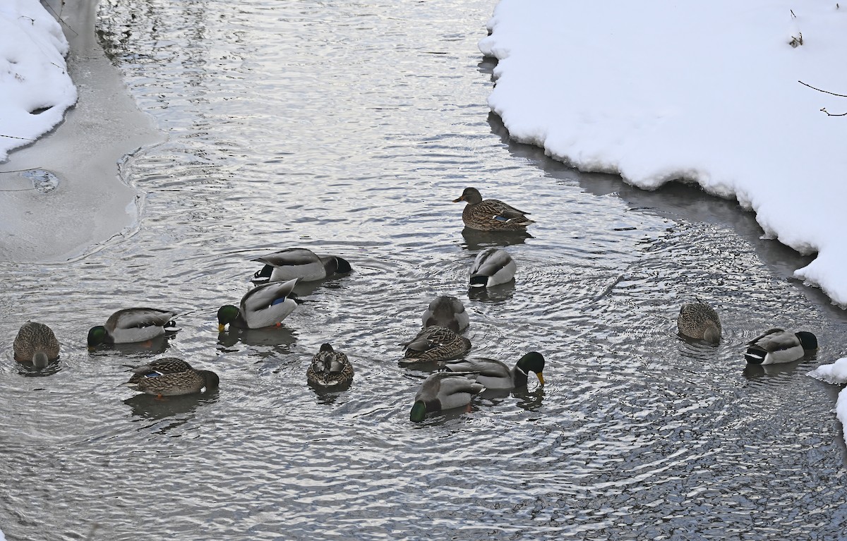 Canard colvert - ML646976319